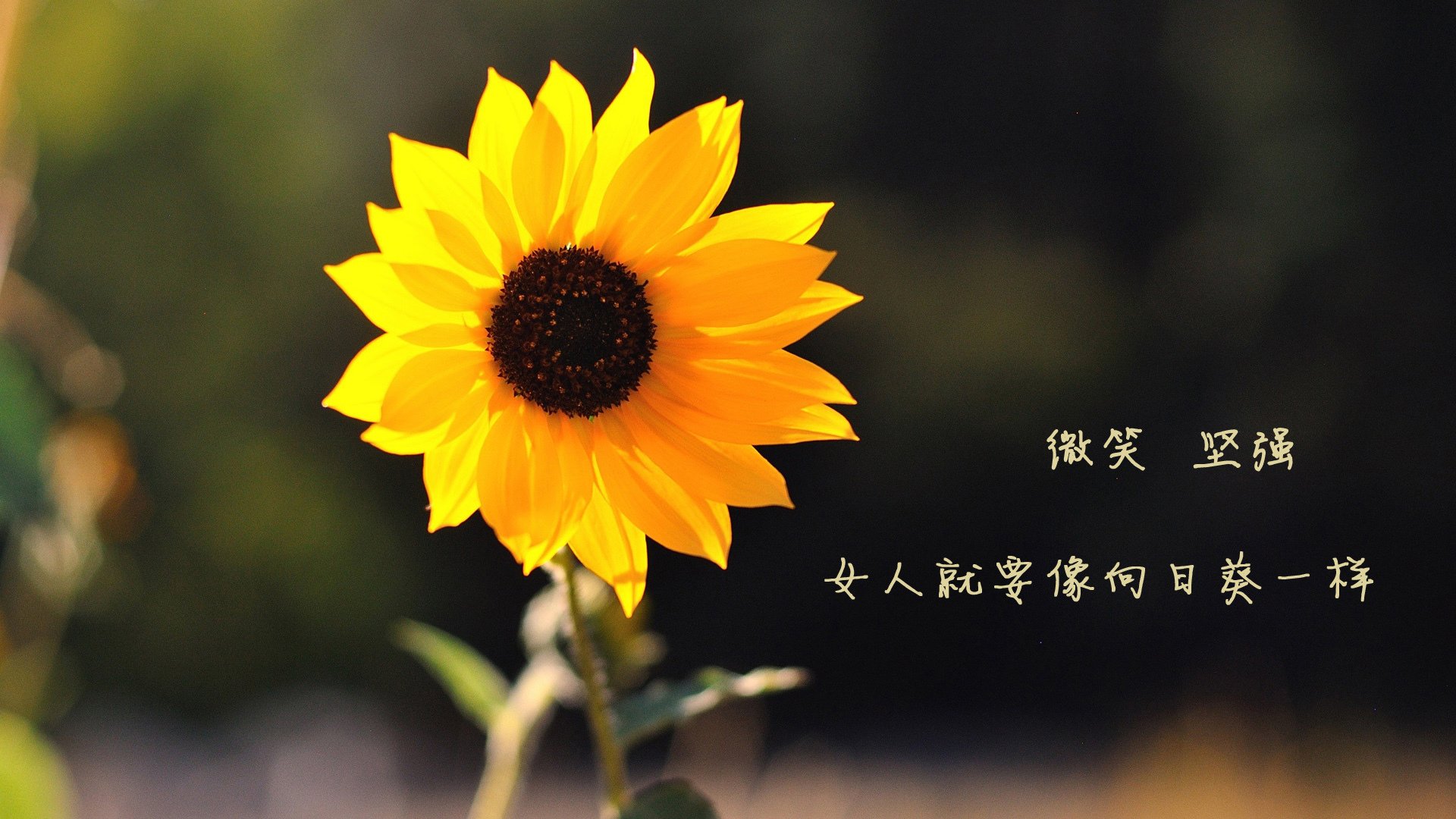 爱游戏娱乐平台-西甲豪门逆转战，比分2-1，关键数据：高效射门转化率达52%，传球成功率89%