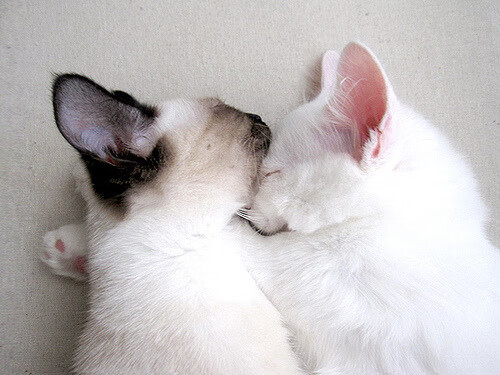 爱游戏官方-德甲球队与高校合作打造球员综合发展平台,德甲球队的关系及恩怨