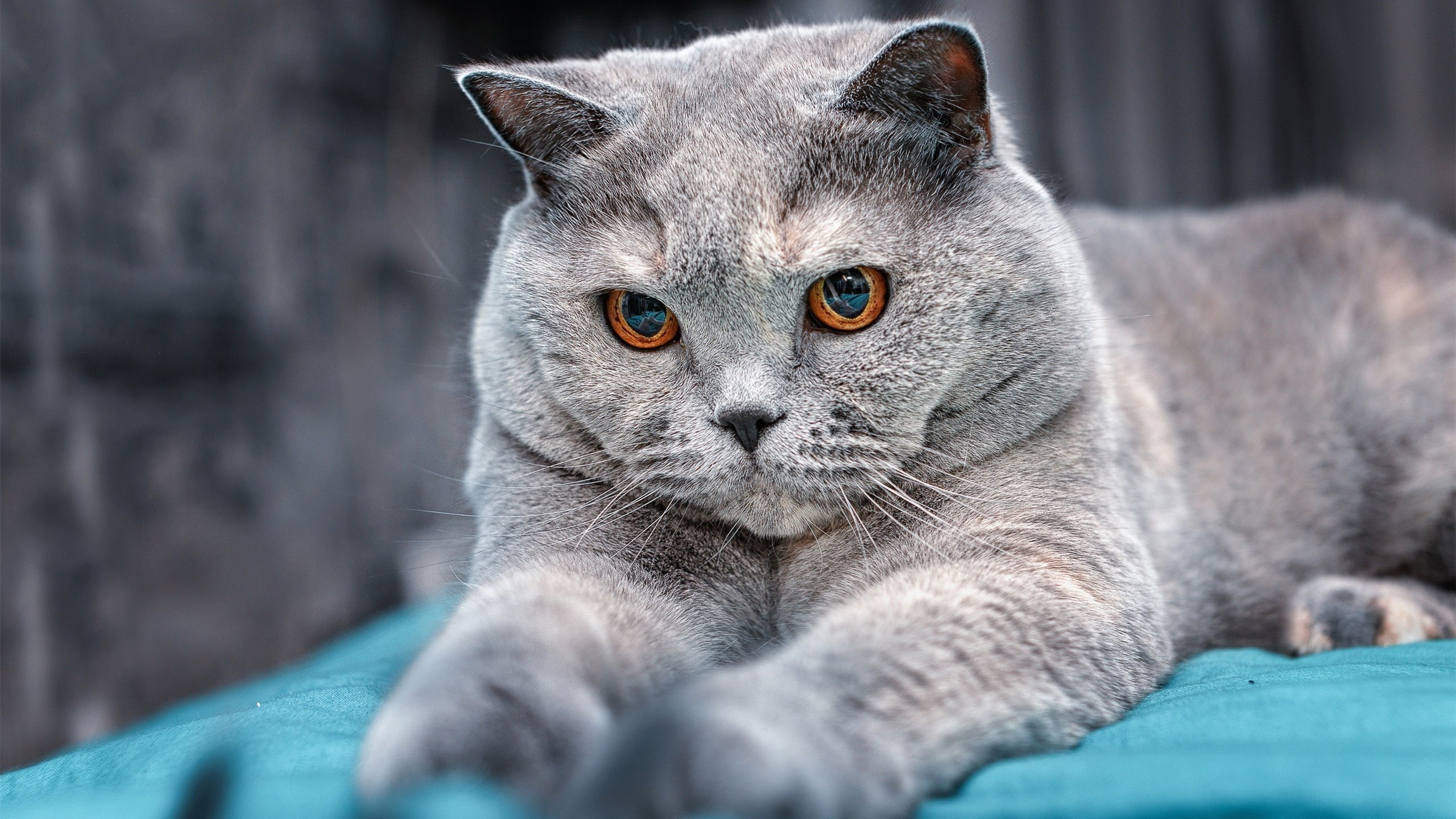 爱游戏官方-篮球专项技能动作捕捉技术研发与教学应用,篮球的专项技术动作