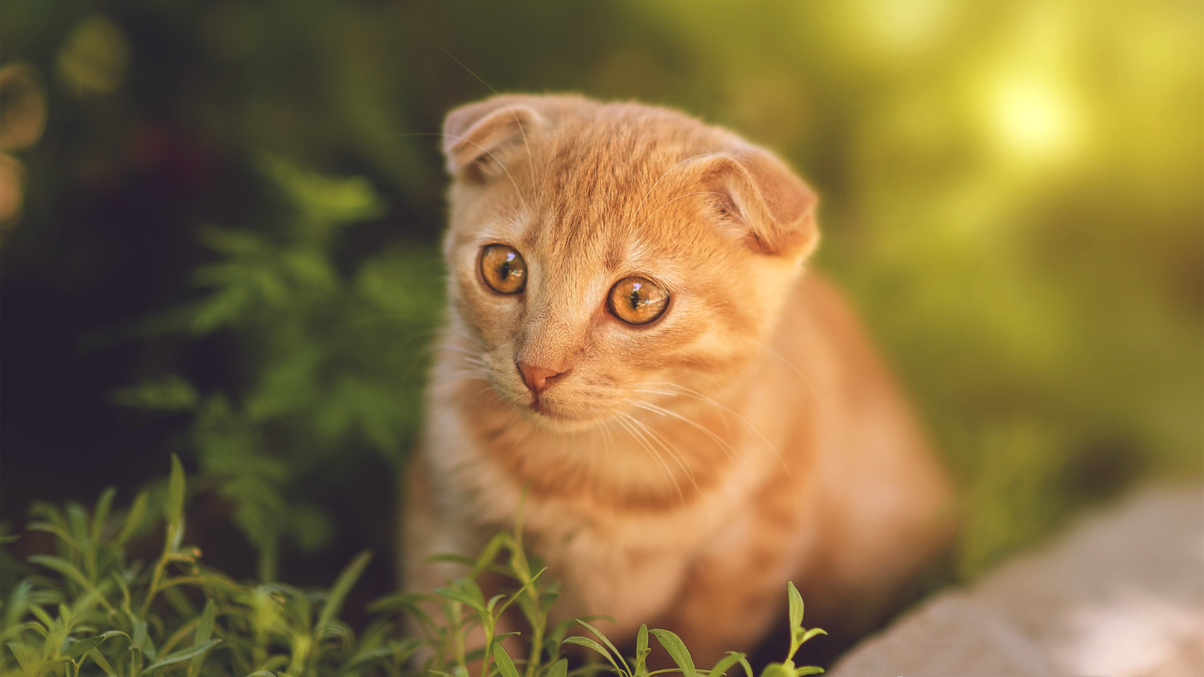 爱游戏首页入口-中美蝶泳后程体能储备策略分化明显,蝶泳业余